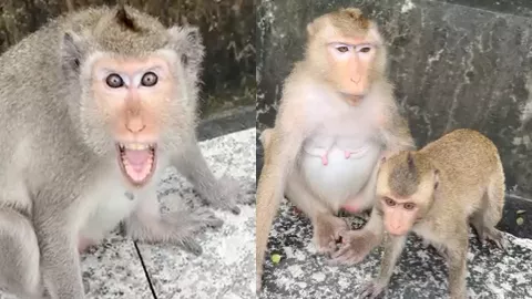 国庆节猴子山游客冲突事件