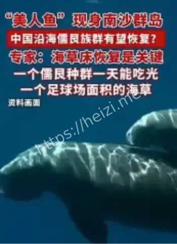 南沙群岛美人鱼