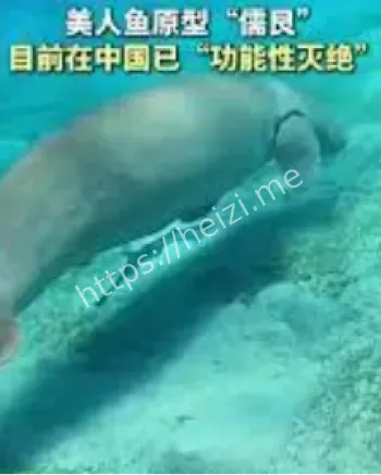 南沙群岛美人鱼