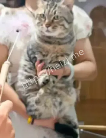 狸花猫司法拍卖