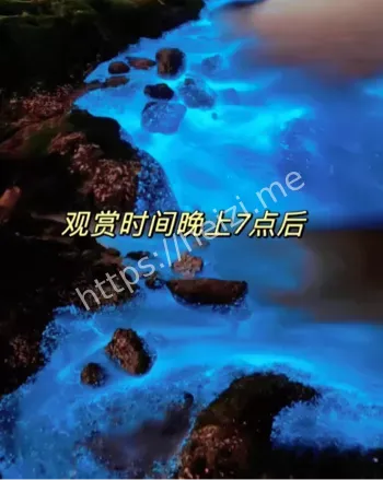 茂名蓝眼泪观测攻略