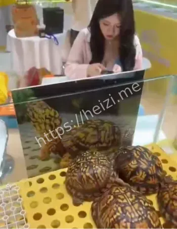 顺德龟展擦边主办方劝退