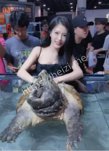 广东顺德龟展乌龟展览