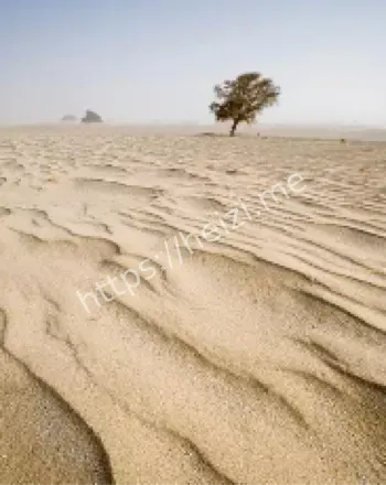 醉酒司机撞树悲剧真相