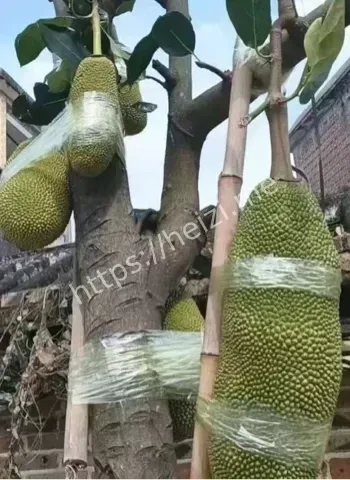 华南沿海暴雨过程