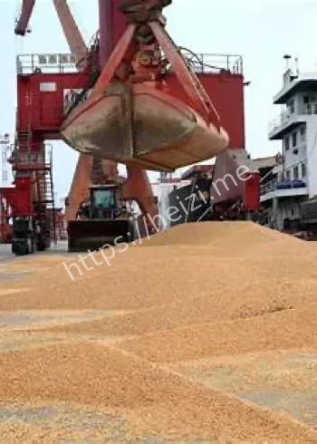 中国近半年零买美豆