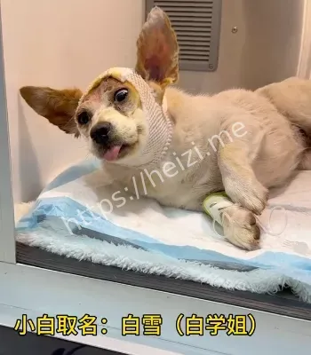 弩箭射入狗狗头骨