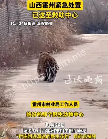 野生豹子深夜造访