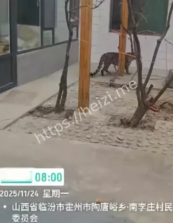 村民家中惊现不速之客