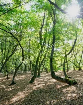 霍亚巴丘森林闹鬼