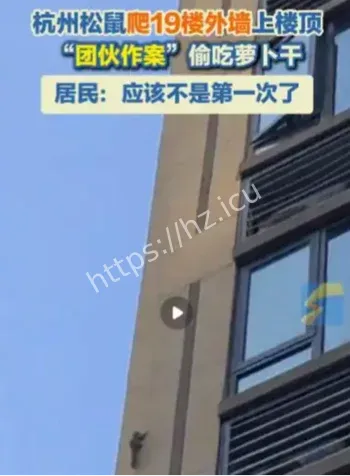 松鼠高空偷吃萝卜干逆天操作